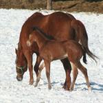 Ginger and her 2013 Filly