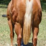 Pic is LOOKIN FOR KISSES - 2012 (NH) Palomino Filly by Kidslookintouchable x Playgirls Ms Behavin>

Seeing is believing...This mare is a PRODUCER!