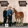 The Style Expert x Classic Style Gold.  Multiple Futurity Champion and GRAND CHAMPION over-all.