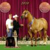BIG TIME FELLA or better known as "BIG" at the barn is 2006 AQHA/PHBA  I.F. Dark gold Palomino Gelding.   

6X WORLD CHAMPION!

Owned and Shown in Amateur by Kimberlee Brown and in Open by Jenn McGowan

