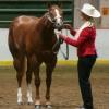 Lookin in Style is a 2009 AQHA I.F. sorrel mare with a flaxen mane and tail.   She is sired by the GREAT KIDS CLASSIC STYLE  and out of an own daughter of Touchdown Kid.  Her Dam's Dam is the Great mare, Lookin Good Mister ( 117.5 Halter pts) by Mr Conclusion. 