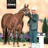 Craven The Finest is a 2004 AQHA mare owned and shown by Graham Tobias.  She was purchased from Eagle Ridge Farm