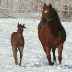 Ginger and her 2013 Filly